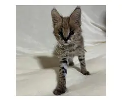 Gatitos serval exóticos de alta calidad disponibles
