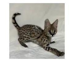 Gatitos serval exóticos de alta calidad disponibles