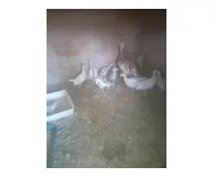 Se vende pavos