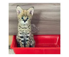 Gatitos Savannah y Serval