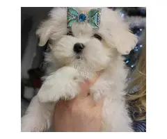 Cachorros malteses adorables disponibles para adopción