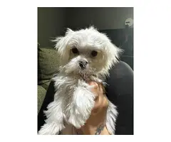 Cachorros malteses adorables disponibles para adopción