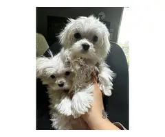 Cachorros malteses adorables disponibles para adopción