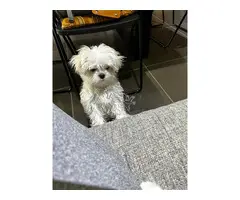 Cachorros malteses adorables disponibles para adopción