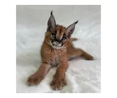 Gatitos Caracal y Caracat