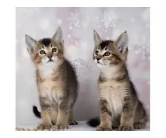 Gatitos Caracal y Caracat
