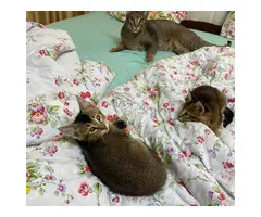 Gatitos Caracal y Caracat