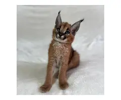 Gatitos Caracal y Caracat