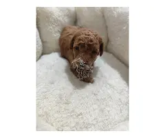 CANICHE TOY ROJO MACHO