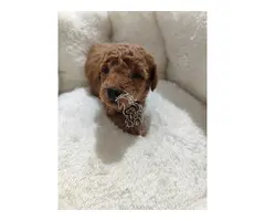 CANICHE TOY ROJO MACHO