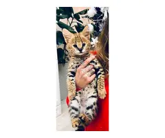 Gatitos de serval y caracal y hermosa Savannah