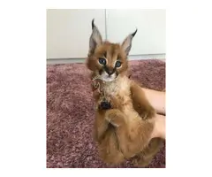 Gatitos de serval y caracal y hermosa Savannah