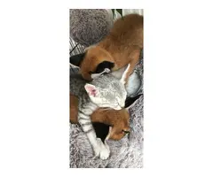 Gatitos de serval y caracal y hermosa Savannah