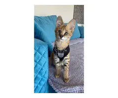 Gatitos de serval y caracal y hermosa Savannah