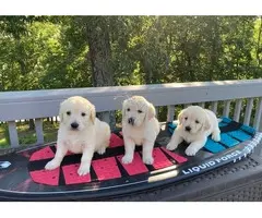 Cachorros Golden Retriever en adopción