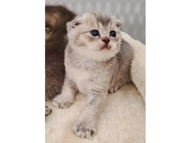 Cria gatita Scottish Fold. - 1