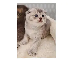 Cria gatita Scottish Fold.