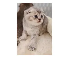 Cria gatita Scottish Fold.