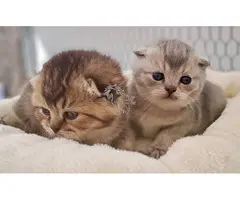 Cria gatita Scottish Fold.