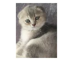Cria gatita Scottish Fold.