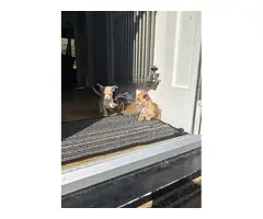 HERMOSOS CACHORROS DE CHIHUAHUA DE PELO LISO DISPONIBLES.