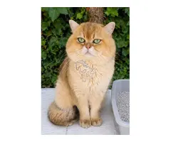 MONTA DE GATOS BRITISH SHORTAIR CHINCHILLA GOLDEN