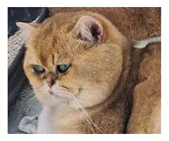 MONTA DE GATOS BRITISH SHORTAIR CHINCHILLA GOLDEN