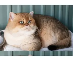 MONTA DE GATOS BRITISH SHORTAIR CHINCHILLA GOLDEN
