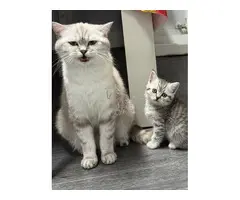 Gatos British Shortair