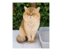 Gatos British Shortair