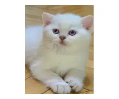 Gatos British Shortair