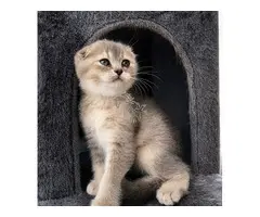 Scottish Fold Cria