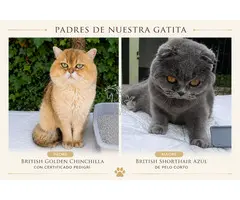Scottish Fold Cria