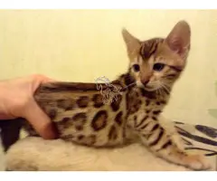 Regalo Gatitos Bengala ,