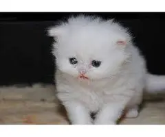 Regalo Gatitos  Persia
