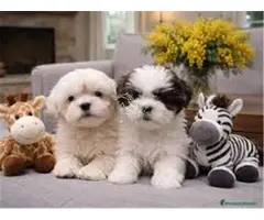 SHIH TZU