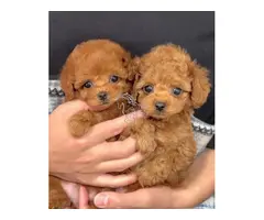 Regalo Cachorros Caniches*whatapps.623727736