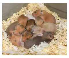 HAMSTER SIRIO