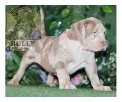 AMERICAN BULLY XL / XXL CACHORROS DE CALIDAD