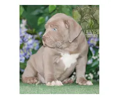 AMERICAN BULLY XL / XXL CACHORROS DE CALIDAD