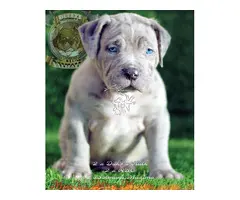 AMERICAN BULLY XL / XXL CACHORROS DE CALIDAD