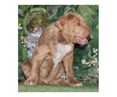 AMERICAN BULLY XL / XXL CACHORROS DE CALIDAD