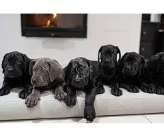 CANE CORSO CACHORROS DE CALIDAD