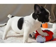 Regalo Cachorros   Bulldog  France whatapps.623727736