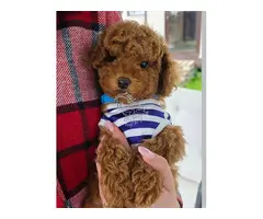 Regalo unos preciosos cachorros de caniche toy. WhatsApp: +34 682 158 917