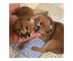 Gatitos pequeños de sabana y caracal