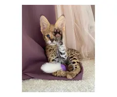 Gatitos pequeños de sabana y caracal