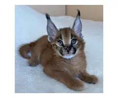 Gatitos pequeños de sabana y caracal