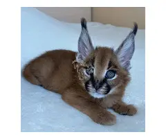 Gatitos pequeños de sabana y caracal