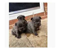 Excelentes cachorros de Bulldog Francés en venta